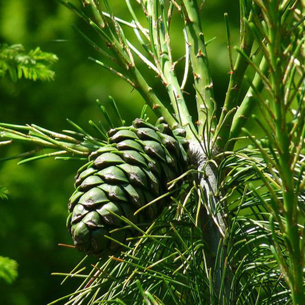 Huashan Pine, 50 Seeds