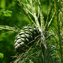 Huashan Pine, 50 Seeds