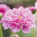 Double Pink Cosmos Seeds, 2g