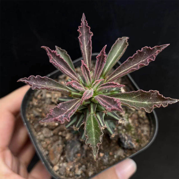 Monadenium schubei 