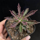 Monadenium schubei "Tanzania Red", 4-5cm