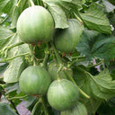 Huajun Emerald Sweet Melon Seeds, 50 Seeds