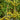 818 Sweet Saren White Tomato, 5 Seeds