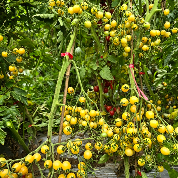 818 Sweet Saren White Tomato, 5 Seeds