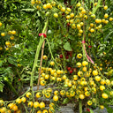 818 Sweet Saren White Tomato, 5 Seeds
