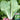 Sweet Crispy 'Chiye' Pak Choi Seeds, 20g