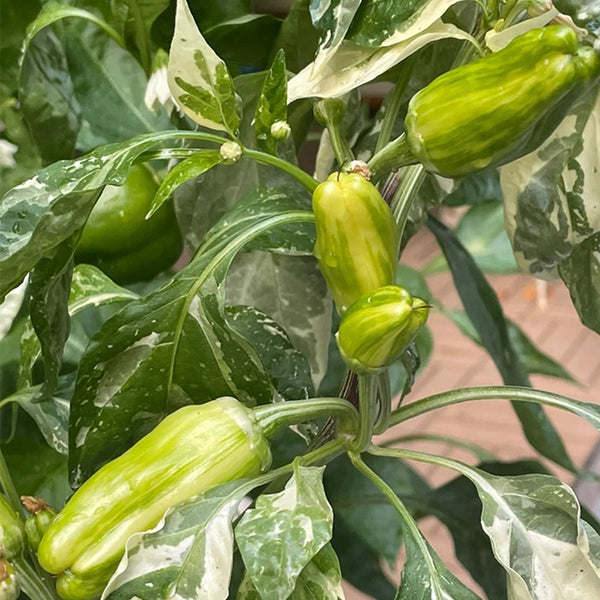 Rainbow Candy Sweet Pepper, 20~30 Seeds