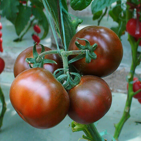 'Big Black Beauty' Tomato Seeds, 6 Seeds