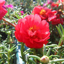 Hezhichun Red Moss-Rose Purslane Seeds, 1g
