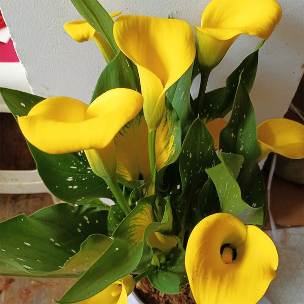 'Dana' Calla Lily, 18/20cm Circumference, 1 Bulb