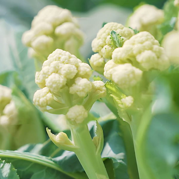 Sweet & Crisp Sprouting Cauliflower No.1 Hybrid Seeds, 30 Seeds