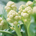 Sweet & Crisp Sprouting Cauliflower No.1 Hybrid Seeds, 30 Seeds