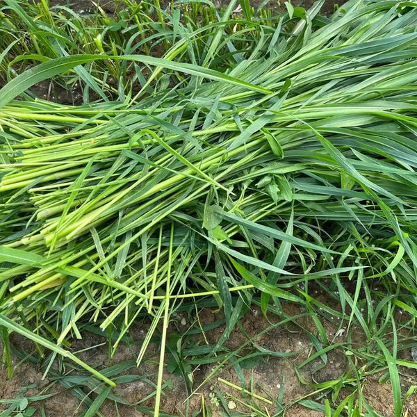 Sudangrass Seeds, 20 Grams ≈ 1300 ~ 1500 Seeds