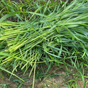 Sudangrass Seeds, 20 Grams ≈ 1300 ~ 1500 Seeds