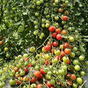 577 Eden No. 2 Tomato, 5 Seeds
