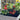 Siberian Mini Greenhouse Tomato Seeds, 5 Seeds