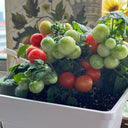 Siberian Mini Greenhouse Tomato Seeds, 5 Seeds