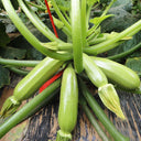 Zaoqing Zucchini Seeds,5g Per Bag