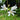 Long-Tube Lycoris, 1 Bulb