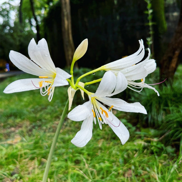Long-Tube Lycoris, 1 Bulb