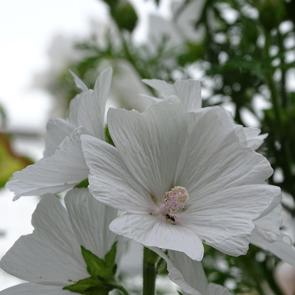 White Flowered Mallow, 200 Seeds
