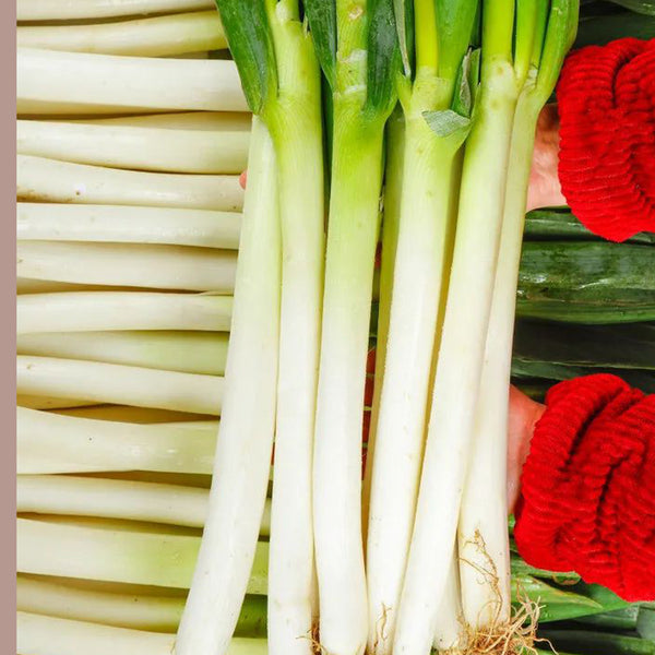 Zhangqiu Green Onion Seeds, 10g