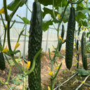 'Fuyang 35' F1 Cucumber Seeds, 25g
