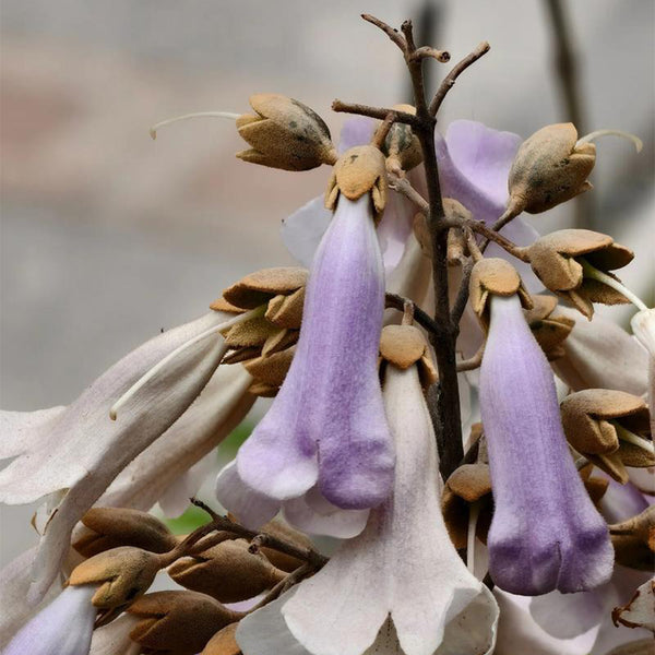 Paulownia fortunei, 200 Seeds