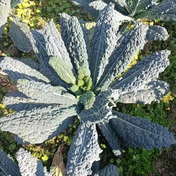 Blue Feather Kale Seeds, 2g