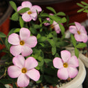 Oxalis obtusa Series Bulb - 'Haha', 3 Bulbs