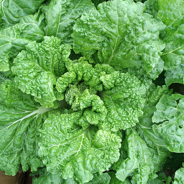 'Cuiqing 55' Qingmaye Chinese Cabbage Seeds, 4g