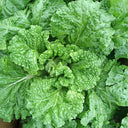 'Cuiqing 55' Qingmaye Chinese Cabbage Seeds, 4g