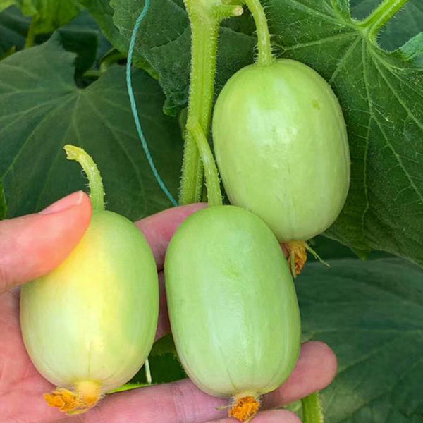 Jade Maiden Cucumber Seeds, 10 Seeds