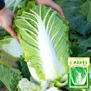 'Jiaoshu Autumn-King' Chinese Cabbage Seeds, 10g