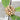 Hoya finlaysonii Narrow Leaf, 4 Cuttings