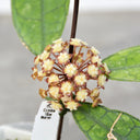 Hoya finlaysonii Narrow Leaf, 4 Cuttings