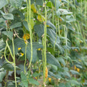 Yardlong Bean Seeds, 10g Per Bag