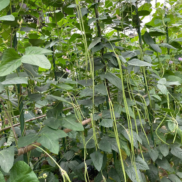 Fengchan 168 Yardlong Bean Seeds, 20g