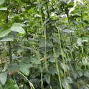 Fengchan 168 Yardlong Bean Seeds, 20g