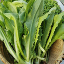 Nongyan Pointed-Leaf Romaine Lettuce Seeds, 10g