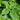 Spearmint Seeds, 300 Seeds