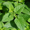 Spearmint Seeds, 300 Seeds