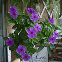 Blue Madagascar Periwinkle Seeds, 100 Seeds