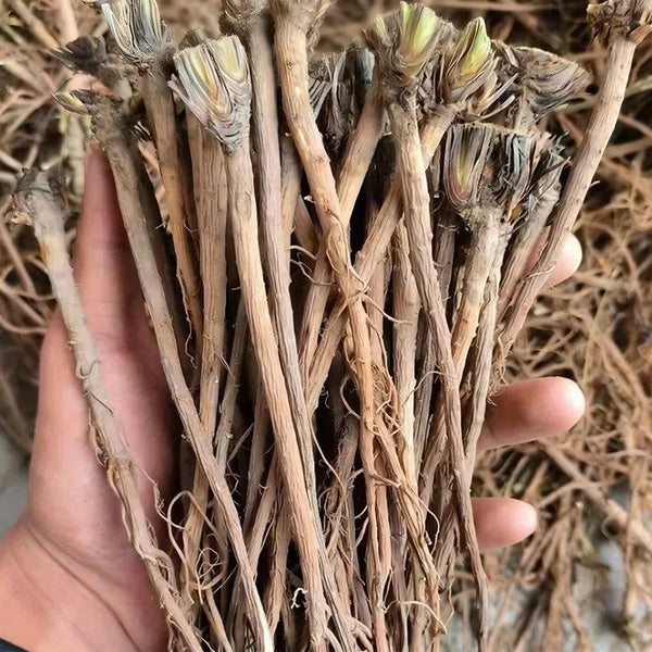 Bupleurum chinense, 200 Seeds