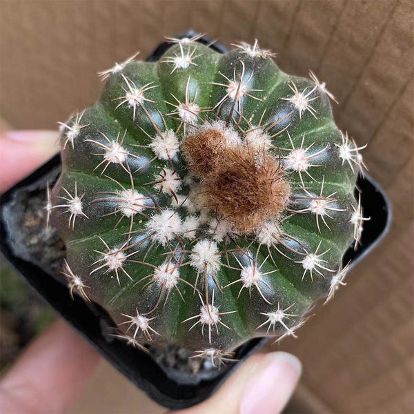 Parodia crassigibba, 3-4cm