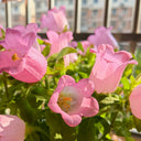 Hezhichun Mixed Color Canterbury Bells Seeds, 1g