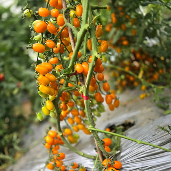 942 San Marzano Aisha Tomato, 5 Seeds