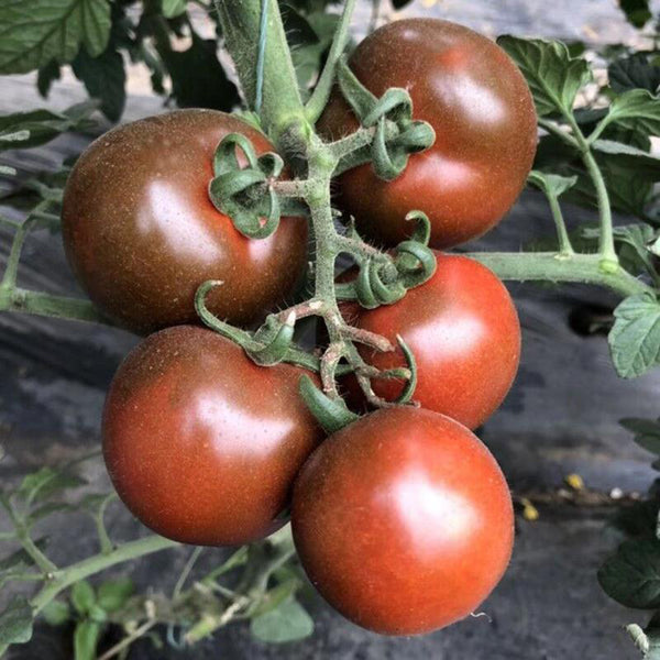 'Big Black Beauty' Tomato Seeds, 6 Seeds