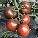 'Big Black Beauty' Tomato Seeds, 6 Seeds