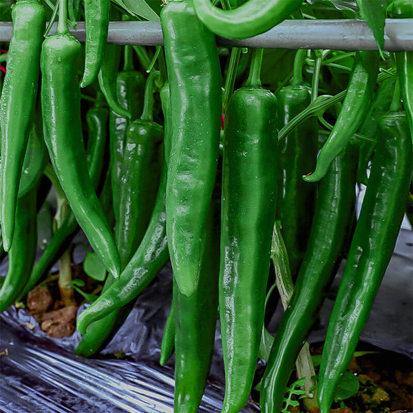 Lameizi Chili Pepper Seeds, 1g